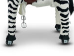 MY PONY, rijdend speelgoed  zebra van ROLLZONE ®, 3 - 6 jaar (MP2001-S) - Afbeelding 5